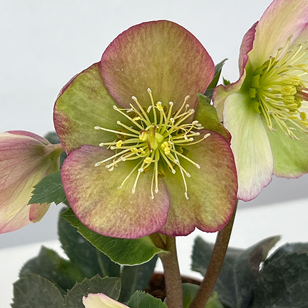 クリスマスローズ：*HGC Ice N’roses 氷の薔薇 ロザリー3.5号ポット