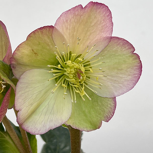 クリスマスローズ：*HGC Ice N’roses 氷の薔薇 ロザリー3.5号ポット