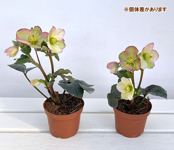 クリスマスローズ：*HGC Ice N’roses 氷の薔薇 ロザリー3.5号ポット