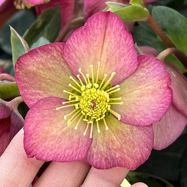 園芸ネット本店｜クリスマスローズ：*HGC Ice N'roses 氷の薔薇