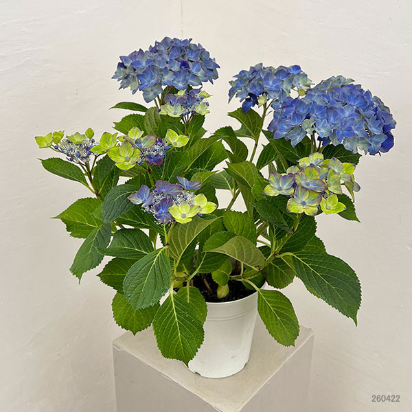 アジサイ：フォーチュン5号鉢植え