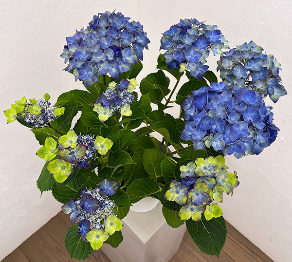アジサイ：フォーチュン5号鉢植え