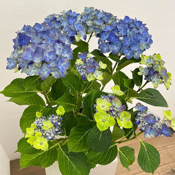 アジサイ：フォーチュン5号鉢植え