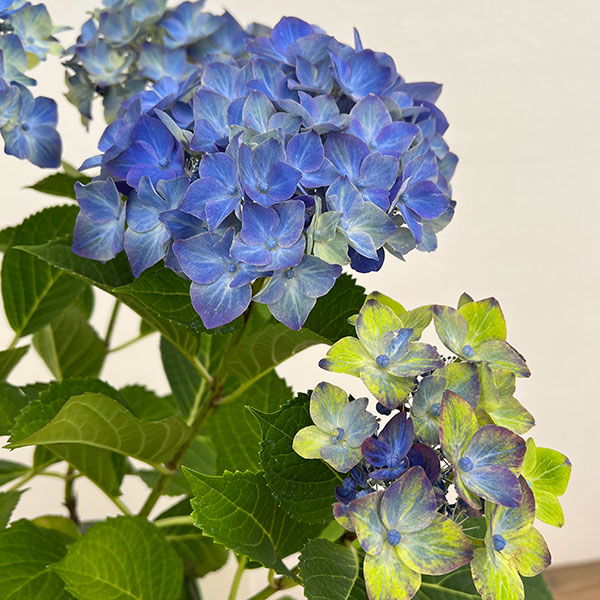 アジサイ：フォーチュン5号鉢植え