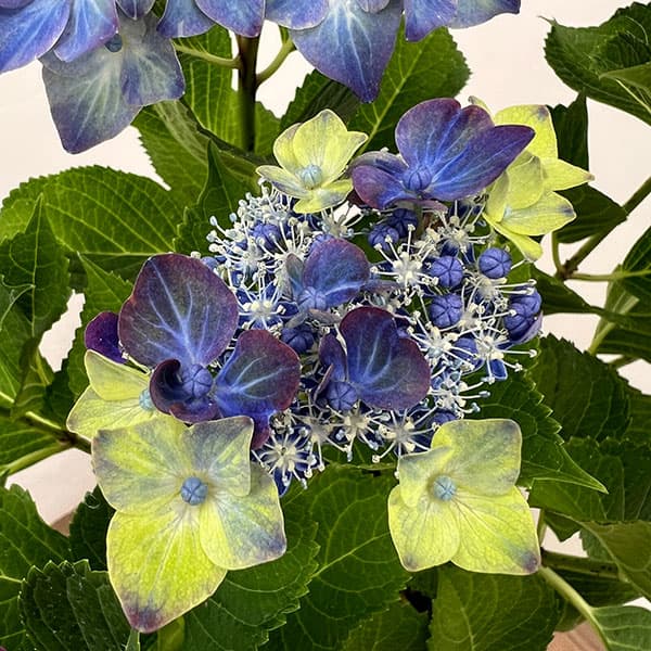 アジサイ：フォーチュン5号鉢植え