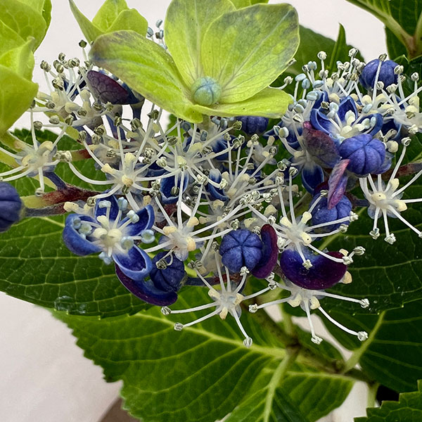 アジサイ：フォーチュン5号鉢植え