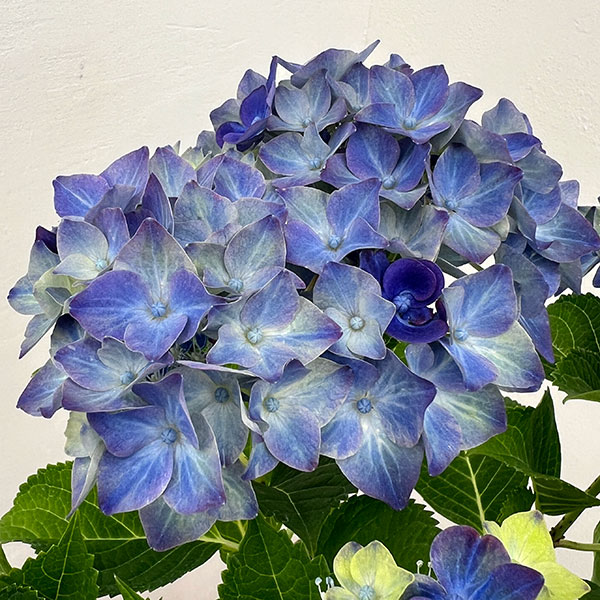 アジサイ：フォーチュン5号鉢植え