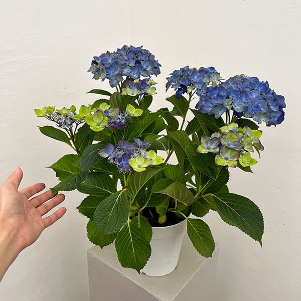 アジサイ：フォーチュン5号鉢植え