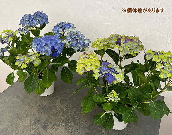 アジサイ：フォーチュン5号鉢植え