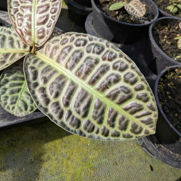 [26年3月中下旬予約]ラビシア（アルディシア）：タートルバック　5号鉢植え