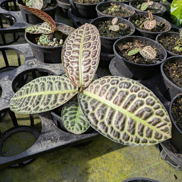 [26年3月中下旬予約]ラビシア（アルディシア）：タートルバック　5号鉢植え