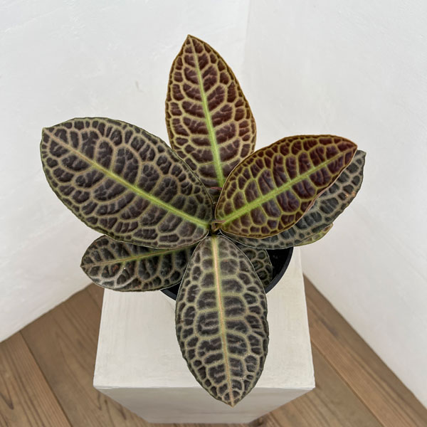 ラビシア（アルディシア）：タートルバック　5号鉢植え