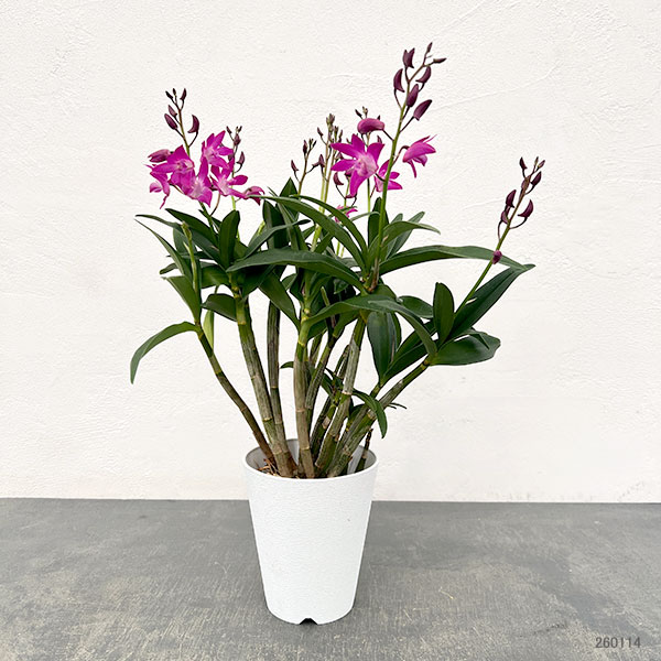 キンギアナム：ダークジョイ4号鉢植え