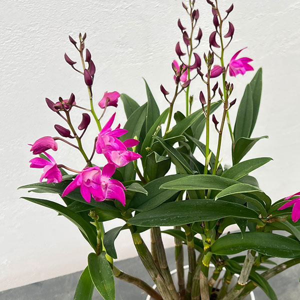 キンギアナム：ダークジョイ4号鉢植え