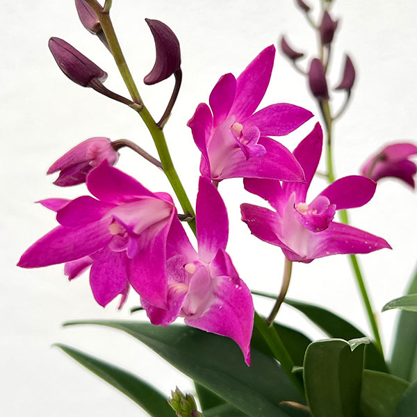 キンギアナム：ダークジョイ4号鉢植え