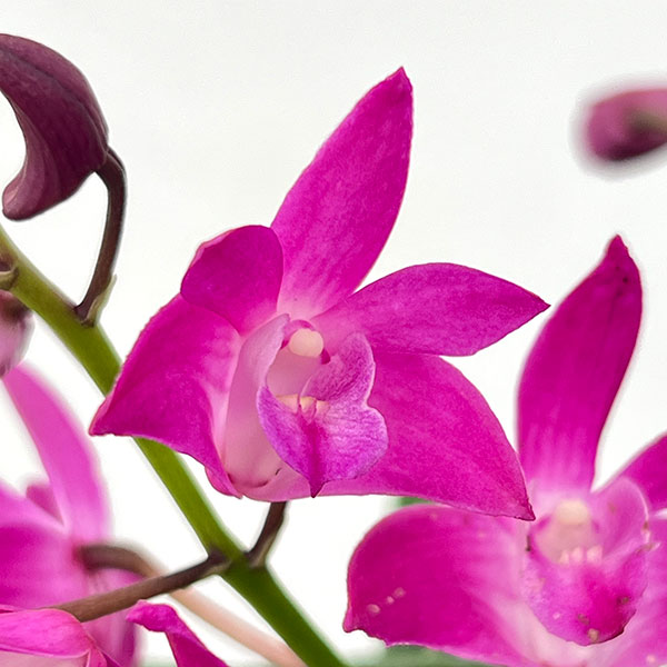 キンギアナム：ダークジョイ4号鉢植え