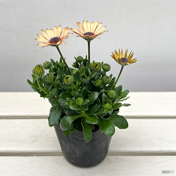 オステオスペルマム：シュガーバター3号ポット