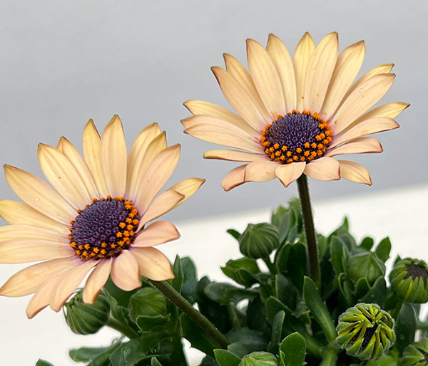 オステオスペルマム：シュガーバター3号ポット