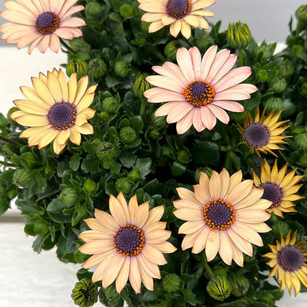 オステオスペルマム：シュガーバター3号ポット