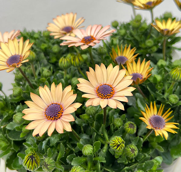 オステオスペルマム：シュガーバター3号ポット