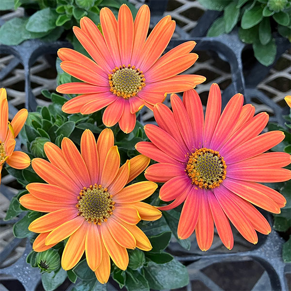 オステオスペルマム：トロピカルマンゴー3号ポット