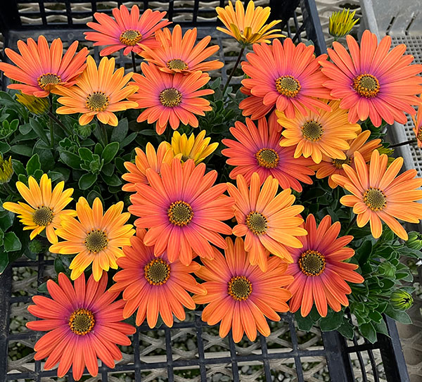 オステオスペルマム：トロピカルマンゴー3号ポット