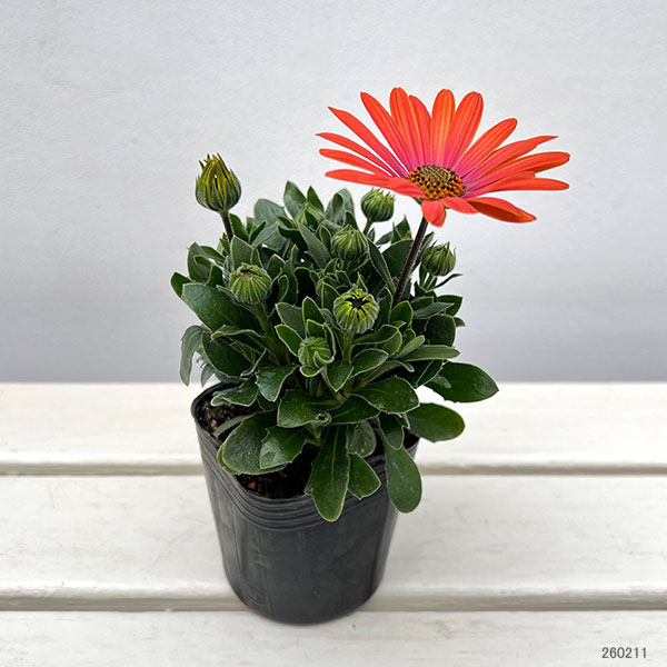 オステオスペルマム：トロピカルマンゴー3号ポット