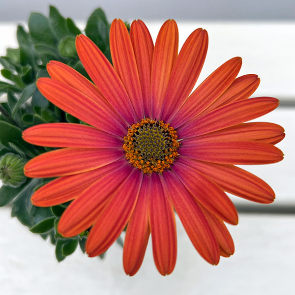 オステオスペルマム：トロピカルマンゴー3号ポット