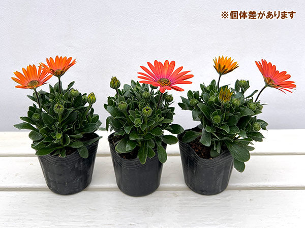 オステオスペルマム：トロピカルマンゴー3号ポット