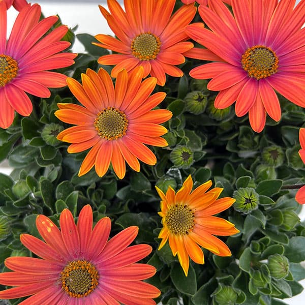 オステオスペルマム：トロピカルマンゴー3号ポット