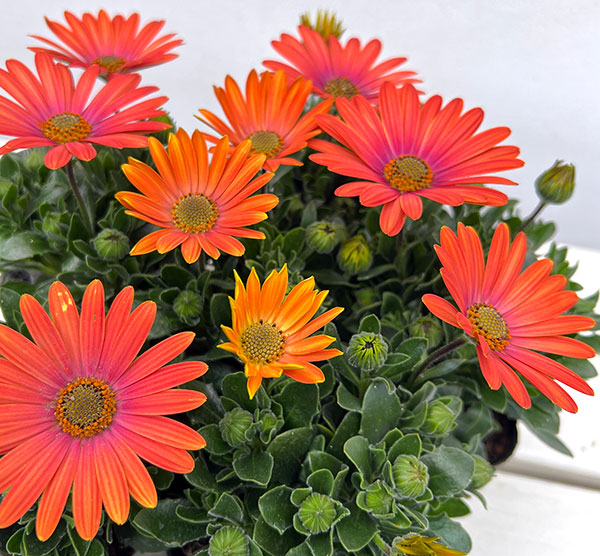 オステオスペルマム：トロピカルマンゴー3号ポット