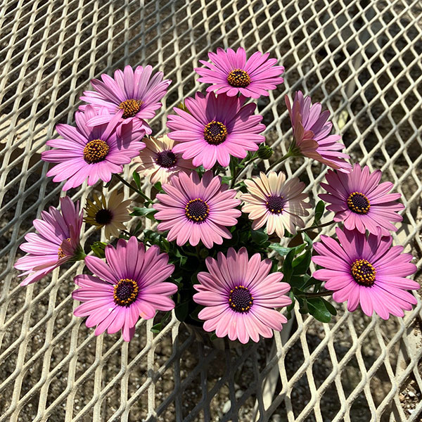 オステオスペルマム：トロピカルピンク3号ポット