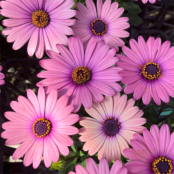 オステオスペルマム：トロピカルピンク3号ポット