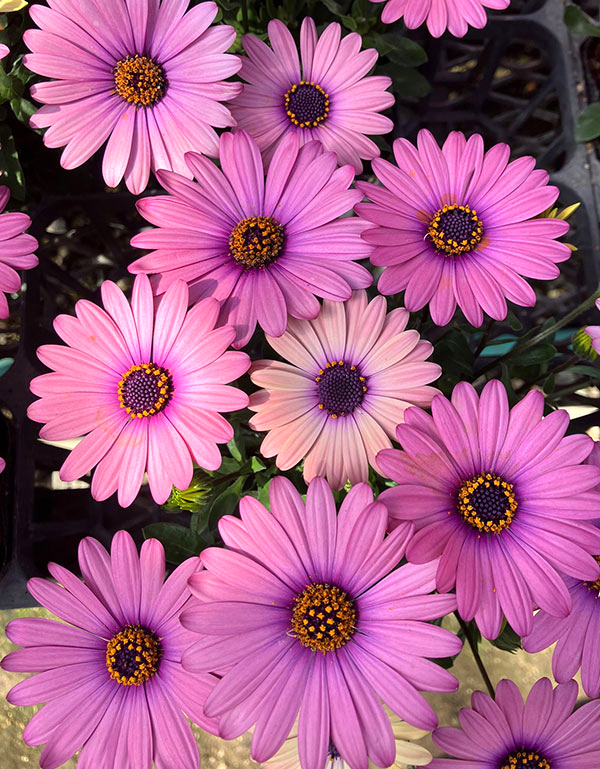 オステオスペルマム：トロピカルピンク3号ポット