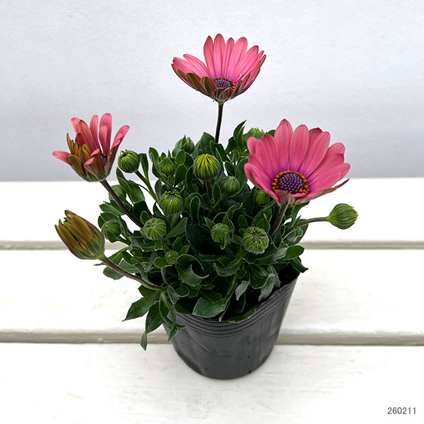 オステオスペルマム：トロピカルピンク3号ポット