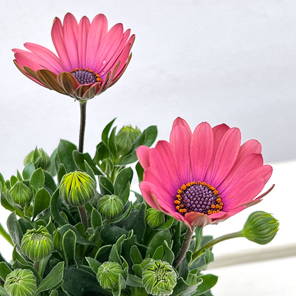 オステオスペルマム：トロピカルピンク3号ポット