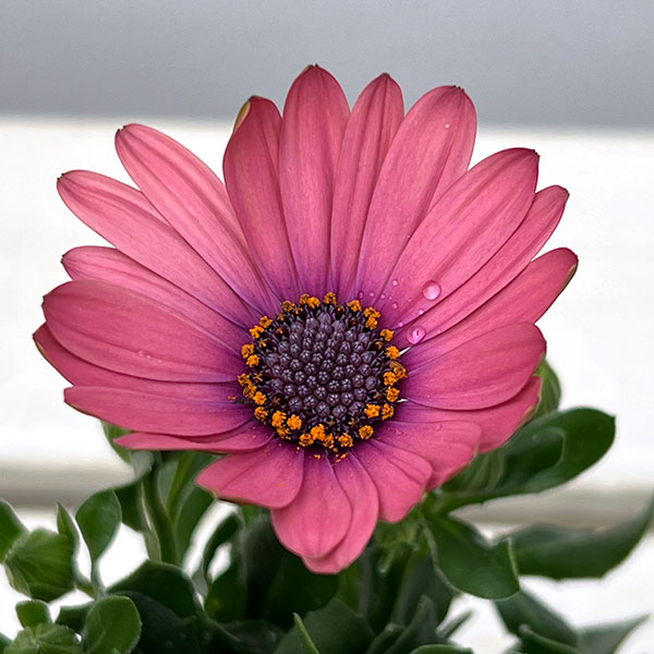 オステオスペルマム：トロピカルピンク3号ポット