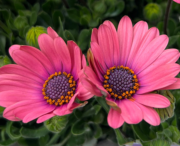 オステオスペルマム：トロピカルピンク3号ポット