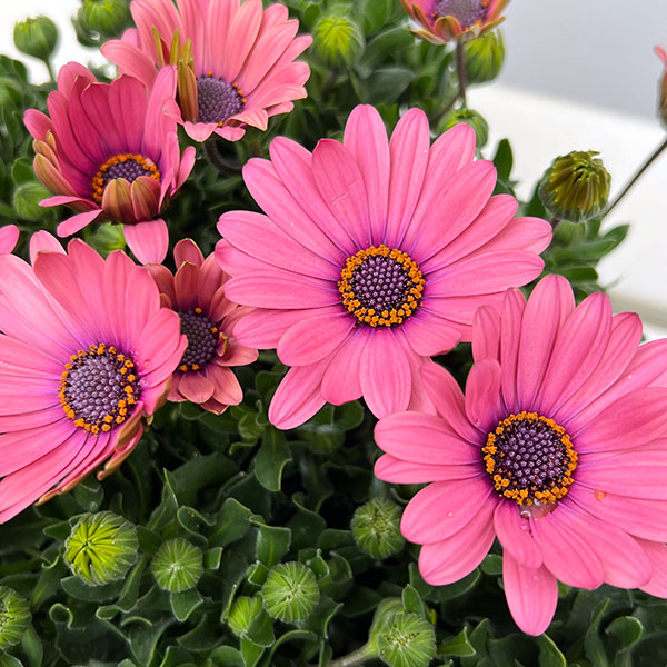 オステオスペルマム：トロピカルピンク3号ポット