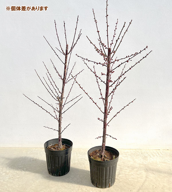 ハナウメ（花梅）：紅千鳥（ベニチドリ）接木苗6号ポット