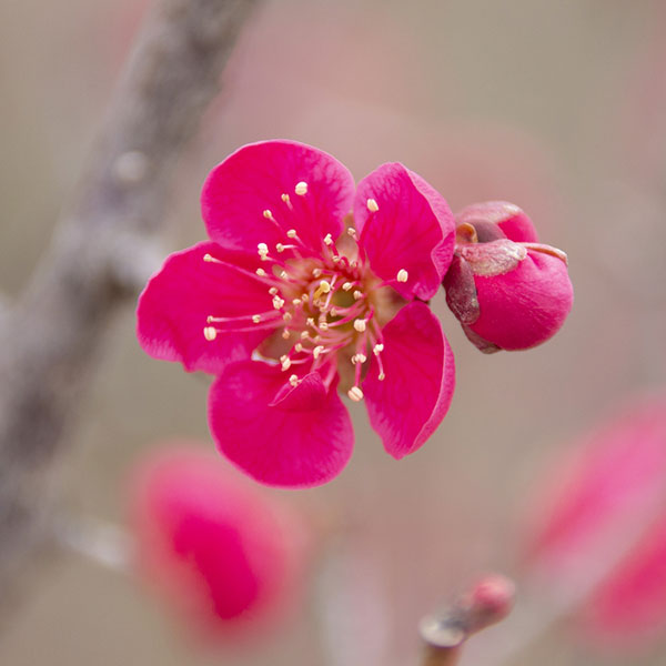 ハナウメ（花梅）：紅千鳥（ベニチドリ）接木苗6号ポット