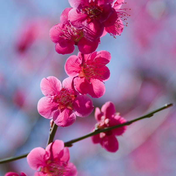 ハナウメ（花梅）：紅千鳥（ベニチドリ）接木苗6号ポット