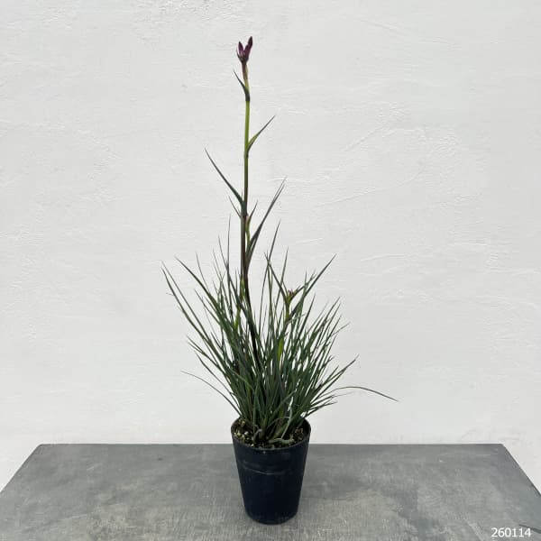 カンガルーポー：カーニバル（gtcarm　濃紫・紫）4号鉢植え