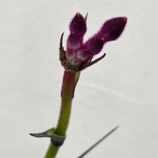 カンガルーポー：カーニバル（gtcarm　濃紫・紫）4号鉢植え