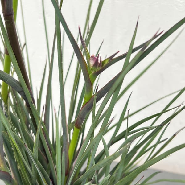 カンガルーポー：カーニバル（gtcarm　濃紫・紫）4号鉢植え