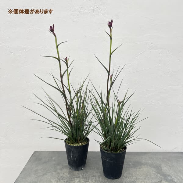 カンガルーポー：カーニバル（gtcarm　濃紫・紫）4号鉢植え