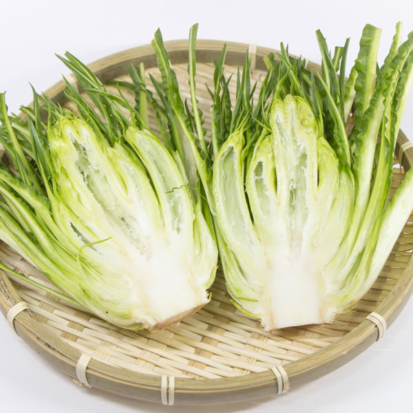 プンタレッラ（アスパラガスチコリー）3～3.5号ポット