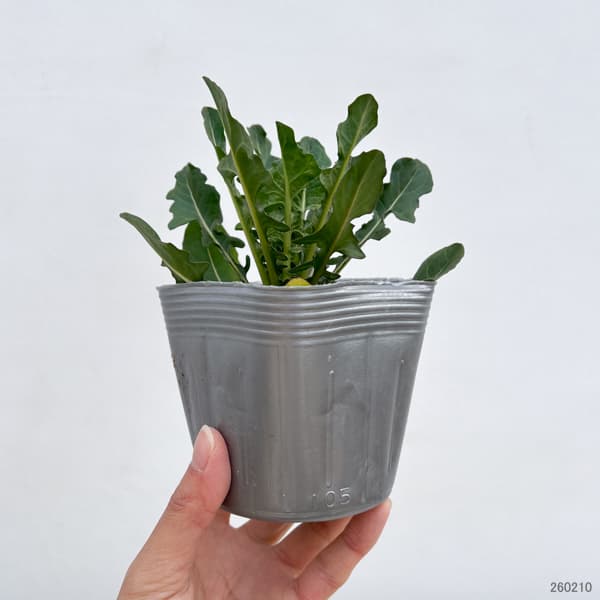 プンタレッラ（アスパラガスチコリー）3～3.5号ポット