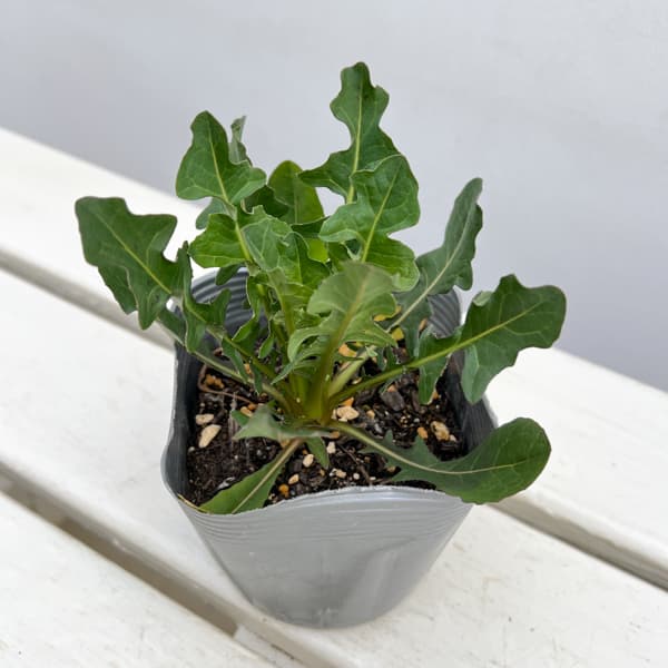 プンタレッラ（アスパラガスチコリー）3～3.5号ポット