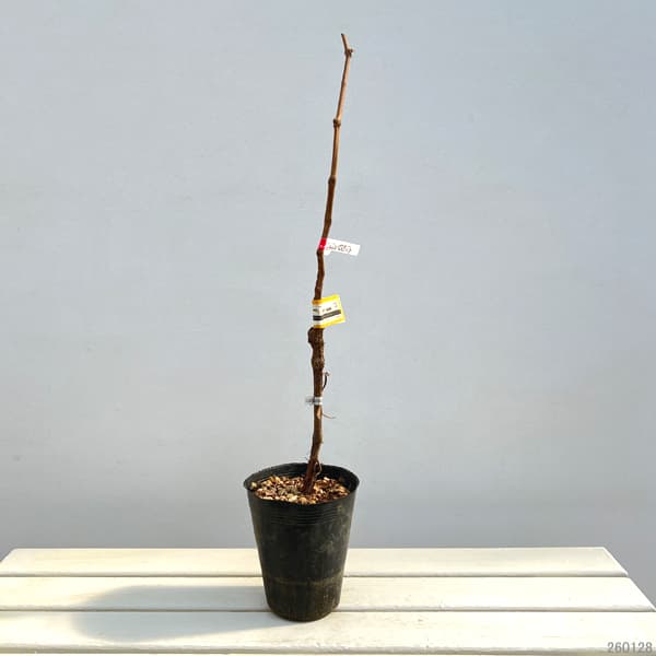 ブドウ：ジュエルマスカット接木苗4～5号ポット